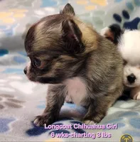 AKC Longcoat Brindle Chihuahua Girl, a female Chihuahua for sale in Canton, TX – 3 of 8