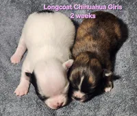 AKC Longcoat Brindle Chihuahua Girl, a female Chihuahua for sale in Canton, TX – Photo 3 of 10