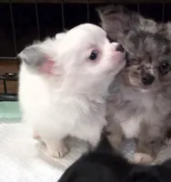 AKC Longcoat Chihuahua Girl , a female Chihuahua for sale in Canton, TX – 5 of 10