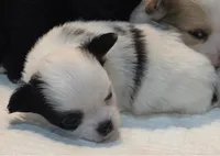 AKC Longcoat Chihuahua Girl , a female Chihuahua for sale in Canton, TX – 7 of 10