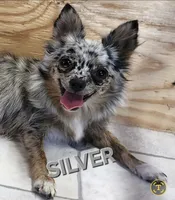 AKC Longcoat Chihuahua Girl , a female Chihuahua for sale in Canton, TX – 9 of 10