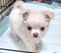 AKC Longcoat Chihuahua Boy, a male Chihuahua for sale in Canton, TX – 8 of 10