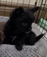 AKC Longcoat chihuahua boy , a male Chihuahua for sale in Canton, TX – 4 of 9