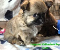 AKC LONGCOAT CHIHUAHUA GREEN BOY, a male Chihuahua for sale in Canton, TX – 6 of 10