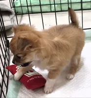 AKC Longcoat Chihuahua Girl , a female Chihuahua for sale in Canton, TX – 7 of 10