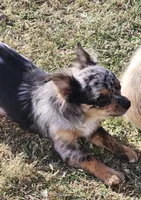  Longcoat Merle Boy 1, a male Chihuahua for sale in Canton, TX – Photo 2 of 10