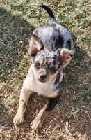 Longcoat Merle Boy 1, a male Chihuahua for sale in Canton, TX – Photo 9 of 10
