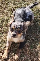  Longcoat Merle Boy 1, a male Chihuahua for sale in Canton, TX – Photo 8 of 10