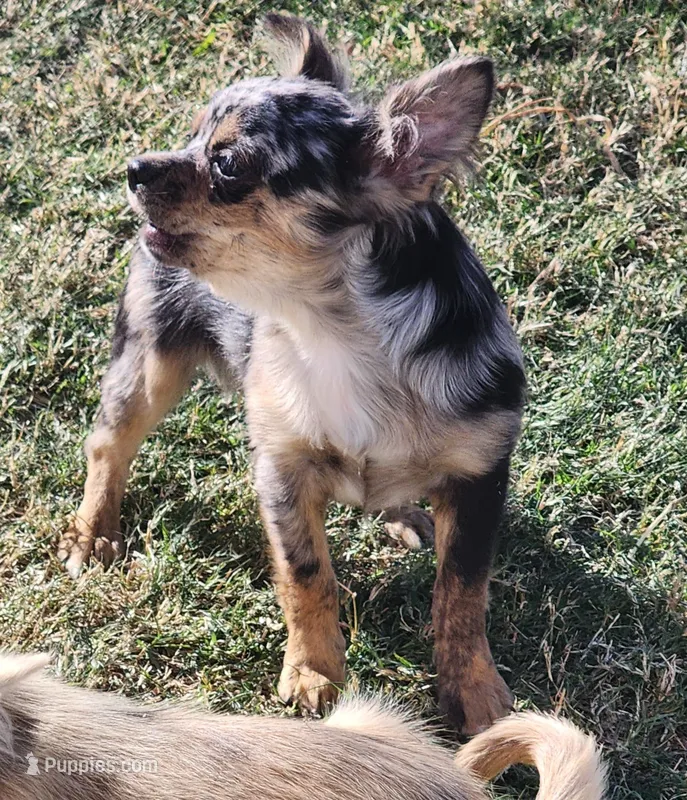  Longcoat Merle Boy 1