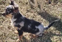  Longcoat Merle Boy 1, a male Chihuahua for sale in Canton, TX – Photo 4 of 10