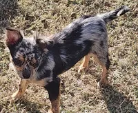  Longcoat Merle Boy 1, a male Chihuahua for sale in Canton, TX – Photo 3 of 10