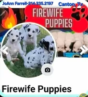  Longcoat Merle Boy 1, a male Chihuahua for sale in Canton, TX – Photo 6 of 10