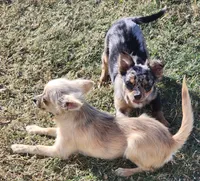  Longcoat Merle Boy 1, a male Chihuahua for sale in Canton, TX – Photo 7 of 10