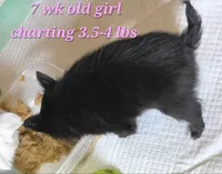 AKC Longcoat Chihuahua Girl , a female Chihuahua for sale in Canton, TX – 5 of 8