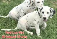 Dalmatian Red Girl, Lua, a female Dalmatian for sale in Canton, TX – 2 of 10