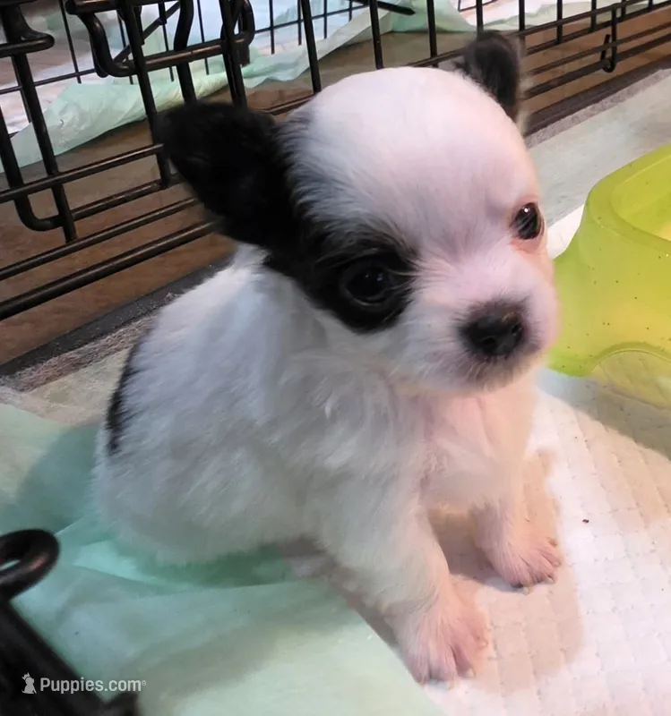 AKC Longcoat Chihuahua Girl  – Chihuahua puppy for sale in Canton, TX