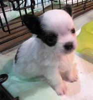 AKC Longcoat Chihuahua Girl , a female Chihuahua for sale in Canton, TX – 1 of 10