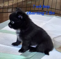 AKC Longcoat Chihuahua Boy , a male Chihuahua for sale in Canton, TX – 2 of 10
