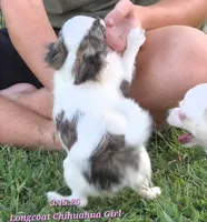 AKC Longcoat Girl Chihuahua , a female Chihuahua for sale in Canton, TX – 10 of 10