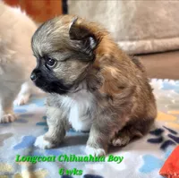 AKC LONGCOAT CHIHUAHUA GREEN BOY, a male Chihuahua for sale in Canton, TX – 5 of 10