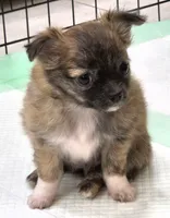 AKC Longcoat Chihuahua Girl , a female Chihuahua for sale in Canton, TX – 2 of 10