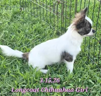 AKC Longcoat Girl Chihuahua , a female Chihuahua for sale in Canton, TX – 8 of 10