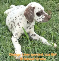 Dalmatian Orange Liver spotted Girl, Lua , a female Dalmatian for sale in Canton, TX – 5 of 10