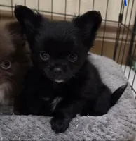 AKC Longcoat chihuahua boy , a male Chihuahua for sale in Canton, TX – 3 of 9