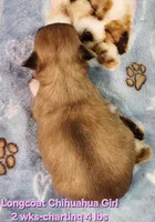 AKC Longcoat Chihuahua Girl , a female Chihuahua for sale in Canton, TX – Photo 5 of 10