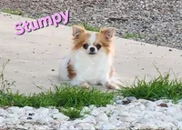 AKC Longcoat Chihuahua Girl , a female Chihuahua for sale in Canton, TX – Photo 10 of 10