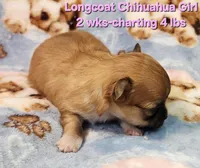 AKC Longcoat Chihuahua Girl , a female Chihuahua for sale in Canton, TX – Photo 3 of 10
