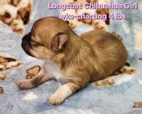 AKC Longcoat Chihuahua Girl , a female Chihuahua for sale in Canton, TX – Photo 7 of 10