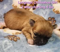 AKC Longcoat Chihuahua Girl , a female Chihuahua for sale in Canton, TX – Photo 6 of 10