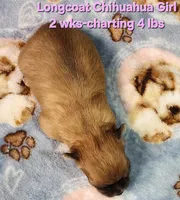 AKC Longcoat Chihuahua Girl , a female Chihuahua for sale in Canton, TX – Photo 2 of 10
