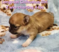 AKC Longcoat Chihuahua Girl , a female Chihuahua for sale in Canton, TX – Photo 4 of 10