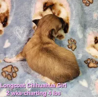 AKC Longcoat Chihuahua Girl , a female Chihuahua for sale in Canton, TX – Photo 8 of 10