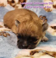 AKC Longcoat Chihuahua Girl , a female Chihuahua for sale in Canton, TX – Photo 1 of 10