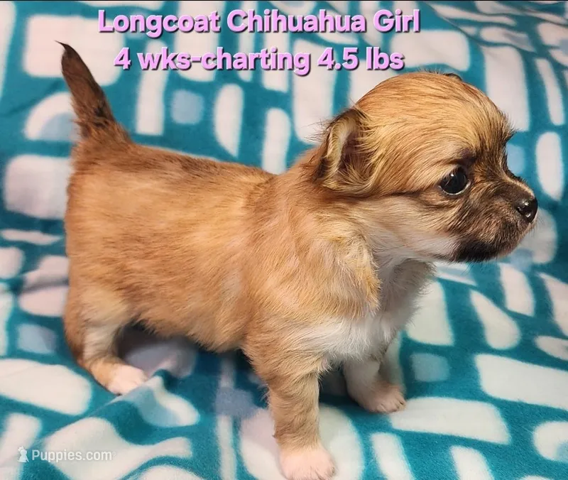 AKC Longcoat Chihuahua Girl  – Chihuahua puppy for sale in Canton, TX