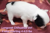 AKC Longcoat Chihuahua Girl , a female Chihuahua for sale in Canton, TX – 6 of 10