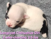 AKC Longcoat Chihuahua Girl , a female Chihuahua for sale in Canton, TX – Photo 6 of 10