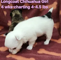 AKC Longcoat Chihuahua Girl , a female Chihuahua for sale in Canton, TX – 4 of 10