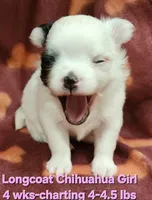 AKC Longcoat Chihuahua Girl , a female Chihuahua for sale in Canton, TX – 5 of 10