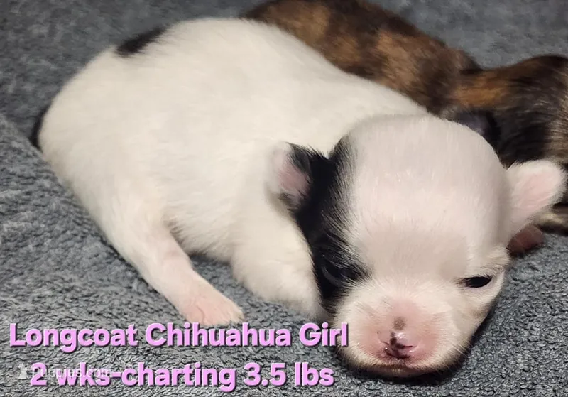 AKC Longcoat Chihuahua Girl  – Chihuahua puppy for sale in Canton, TX