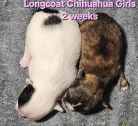 AKC Longcoat Chihuahua Girl , a female Chihuahua for sale in Canton, TX – Photo 2 of 10