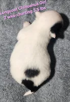 AKC Longcoat Chihuahua Girl , a female Chihuahua for sale in Canton, TX – Photo 5 of 10