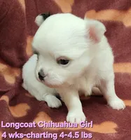 AKC Longcoat Chihuahua Girl , a female Chihuahua for sale in Canton, TX – 2 of 10