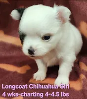AKC Longcoat Chihuahua Girl , a female Chihuahua for sale in Canton, TX – 1 of 10