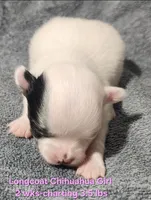 AKC Longcoat Chihuahua Girl , a female Chihuahua for sale in Canton, TX – Photo 3 of 10