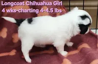 AKC Longcoat Chihuahua Girl , a female Chihuahua for sale in Canton, TX – 3 of 10