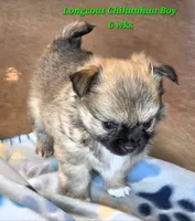 AKC LONGCOAT CHIHUAHUA GREEN BOY, a male Chihuahua for sale in Canton, TX – 4 of 10